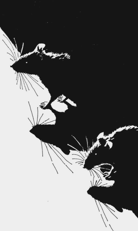 Rat shadows