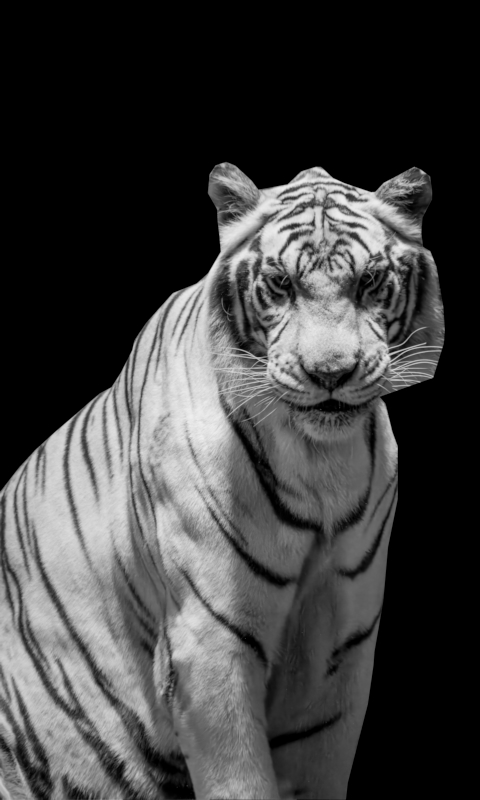 White Tiger
