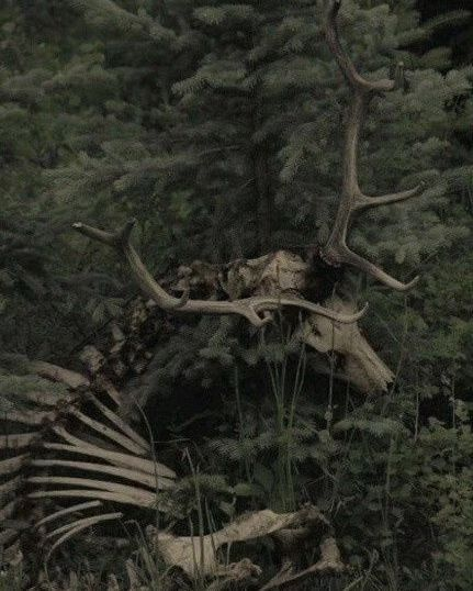 Woods