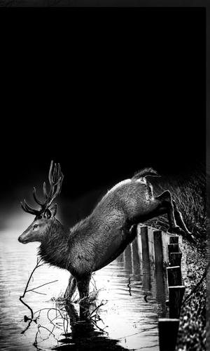Oh deer
