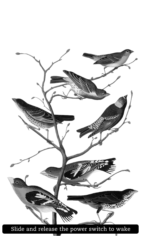 Kindle - Birds