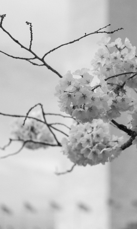 Cherry Blossom
