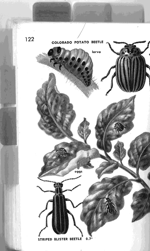 Beetle Species