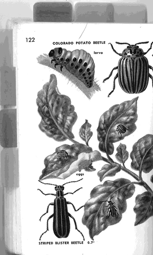 Beetle Species