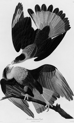 Brazilian Carcará Eagles