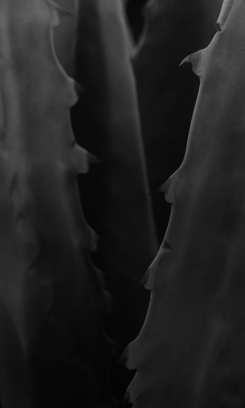 Wallpaper