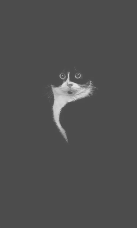 Cat_1