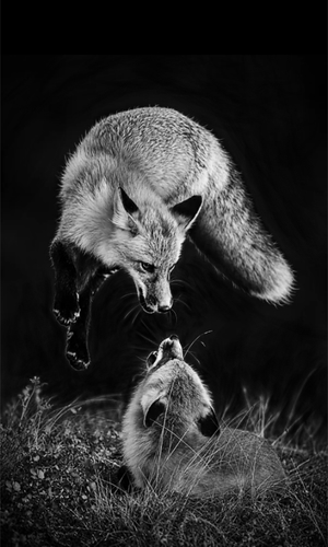 foxes