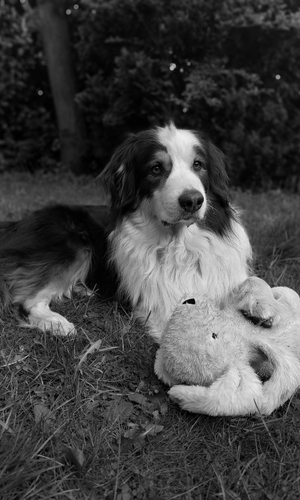 Aussie with plushie