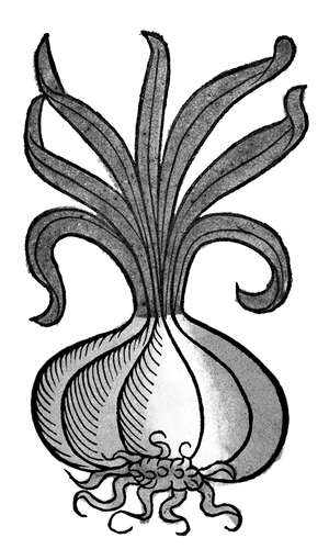 Medieval Onion