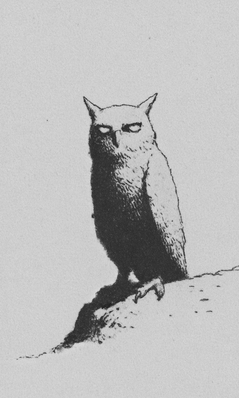 owl