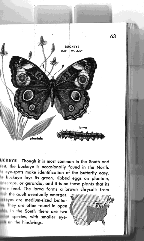 Buckeye Butterfly