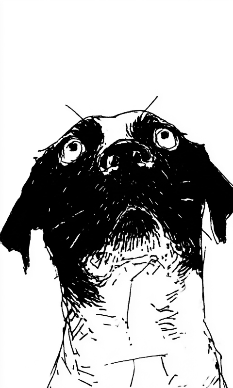 Closeup Dog
