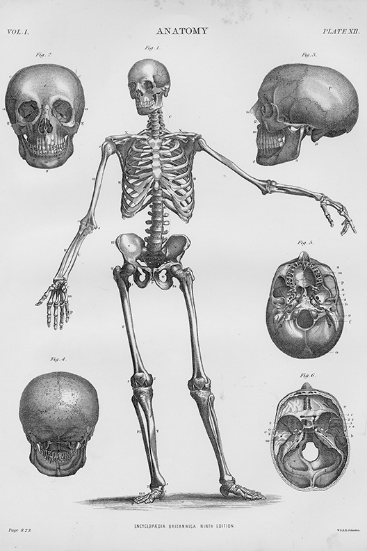 Vintage Anatomy