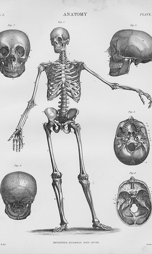 Vintage Anatomy