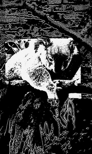 Urban Koala