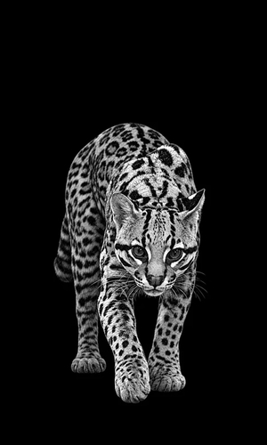 Ocelot