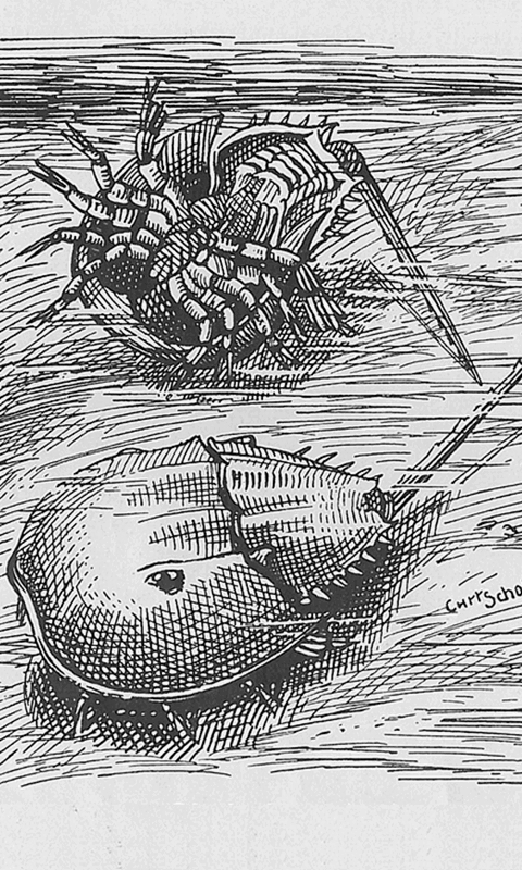 Horseshoe Crab
