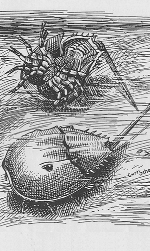 Horseshoe Crab
