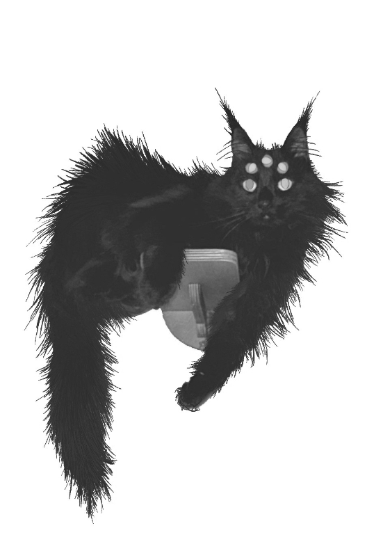 Teto - Cat God