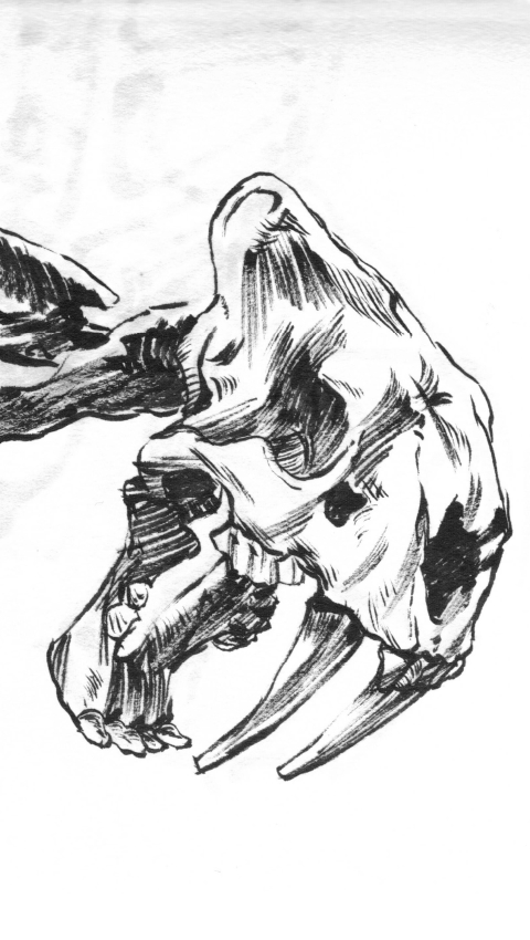 sabertooth