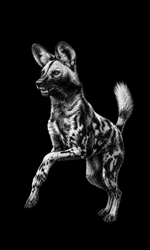 African wild dog