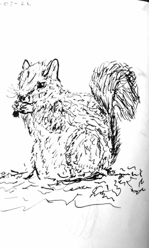 Squirrel