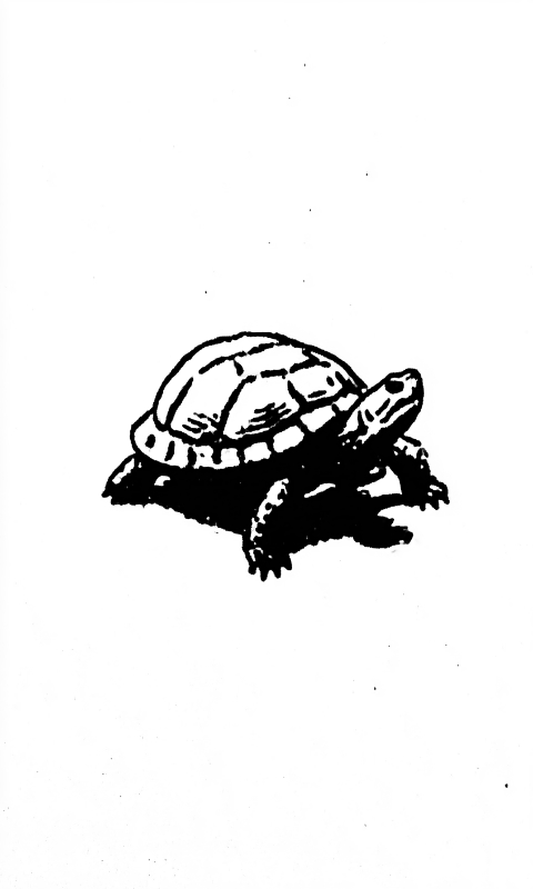 turtle minimal