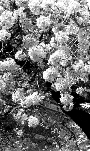 Cherry Blossoms 2026