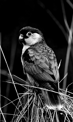 bird