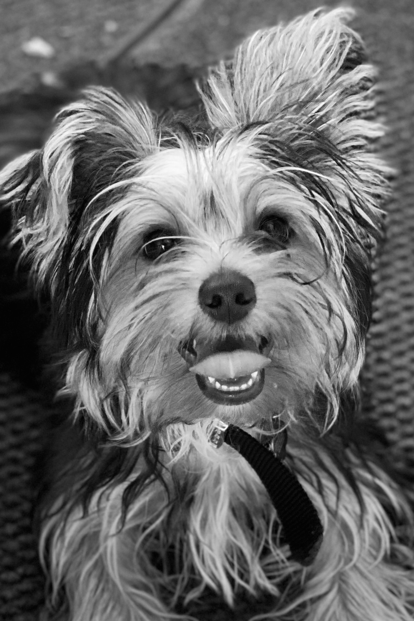 My yorkie