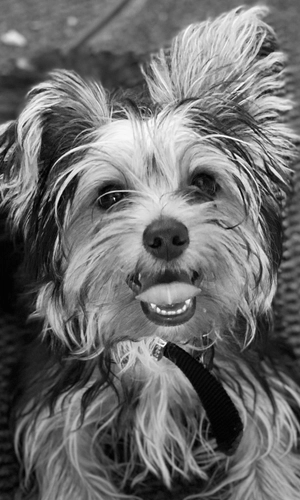 My yorkie
