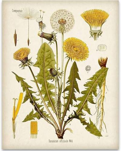 Botanical Dandelion
