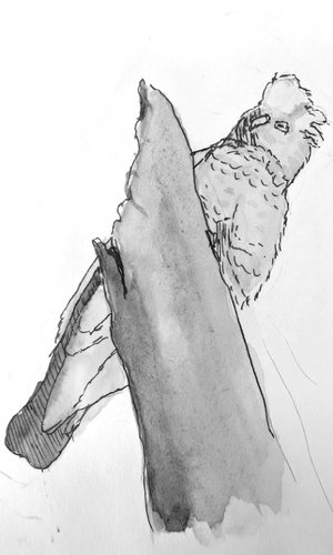 Bird