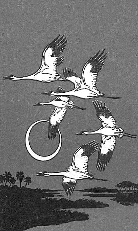 Flock of Birds
