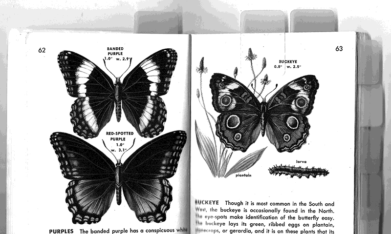 Butterfly Spread