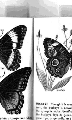 Butterfly Spread