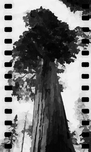 Sequoia_film