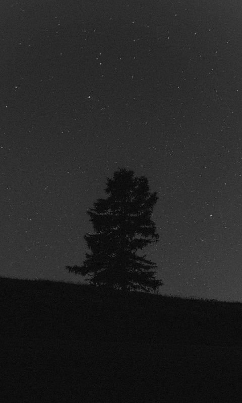 Lone Pine Tree Starry Night Sky by Filip Kvasnak