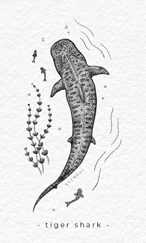Tiger Shark