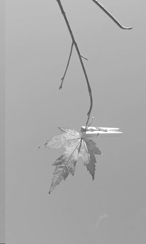 Mapple