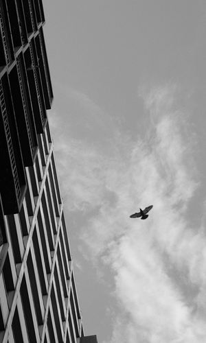 In Flight
