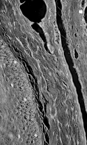 Elastic cartilage under microscope