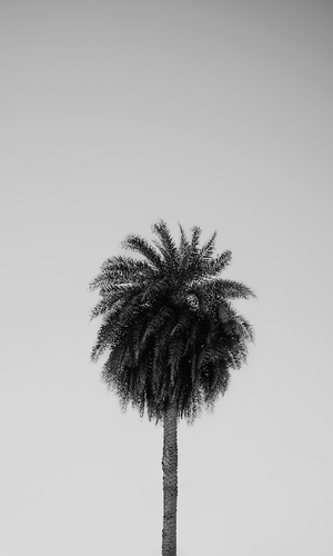 Coconut Tree by Archee Lal