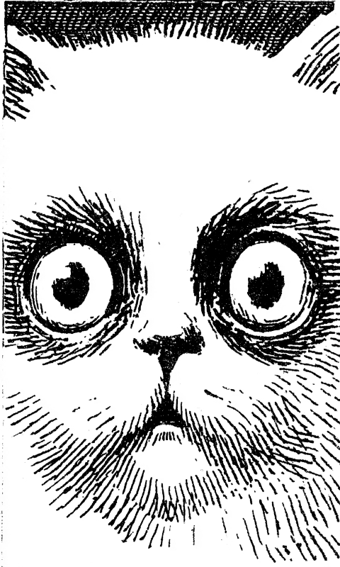 CAT FACE