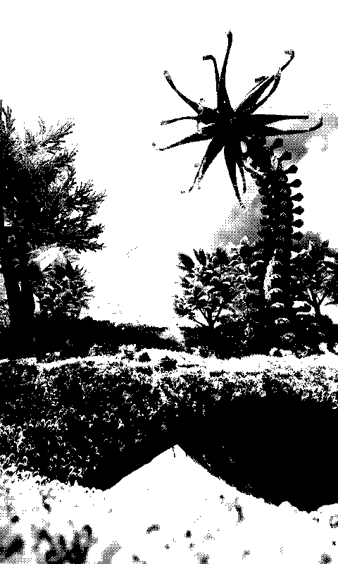 No Man's Sky Paradise