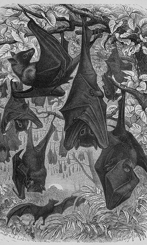 Vintage Fruit Bats