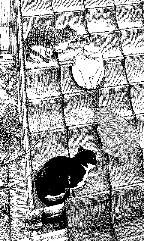 Cats on the roof