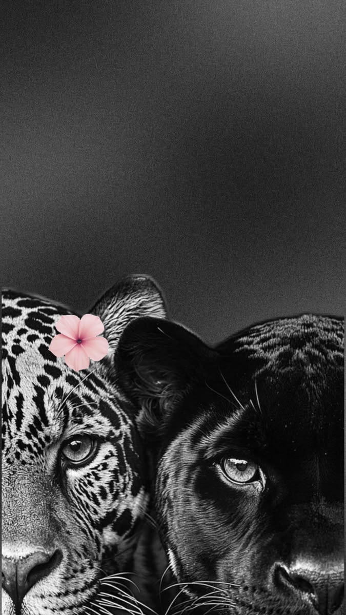 cheetah and panther