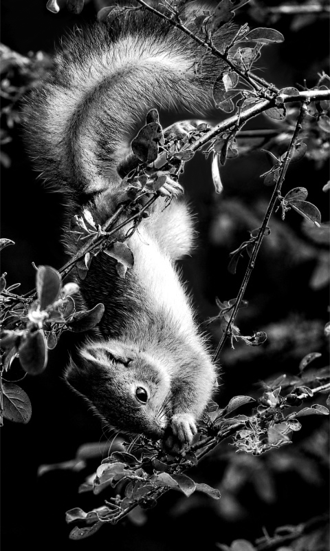 Squirrel